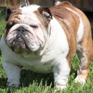 Bully pups up for grabs