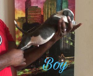 American Bully puppies