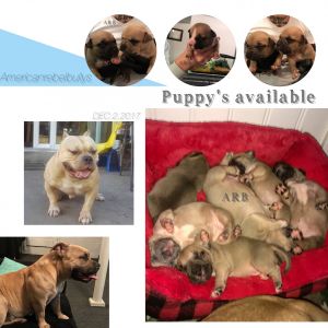 American rebel Bullys llc