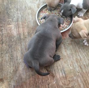 American Bully Puppies For Sale