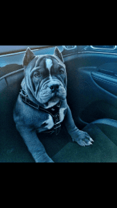 Rare Mini Exotic Pocket Pits