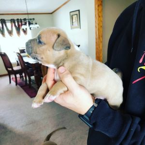UKC AMERICAN BULLY PUPS