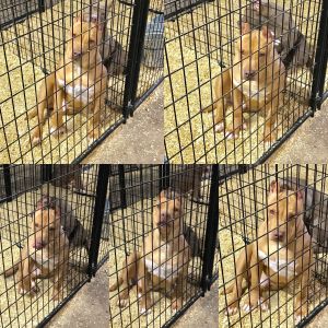 American Bully Puppies