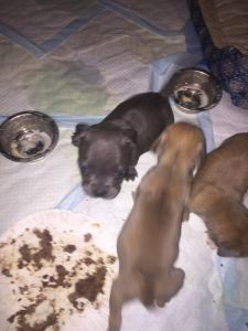 American bully puppies