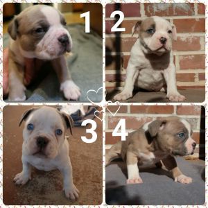 (((Beautiful Bullies)))