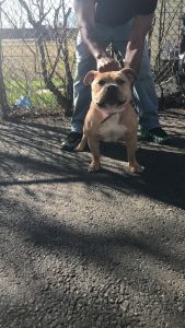 Female Bulyl for grabs