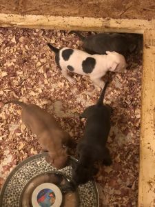 American bully puppies for sale serious inquiries only!!!