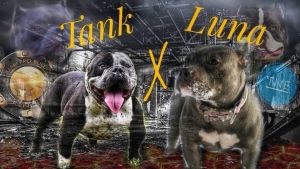 American Bully puppies