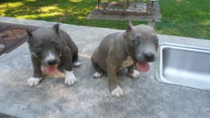 Pocket bullies with head bone and muscle tone