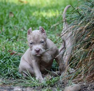 Full Suit Lilac Color Male Puppies UKC Registered