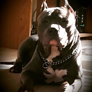 puppies will be here begining of October ready to go home for the hoil