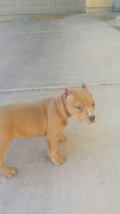 American bully puppies