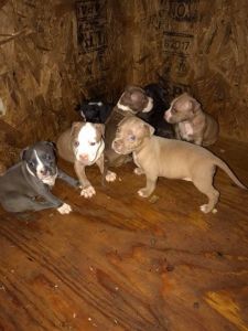 3xRock Ruby Razor Edge