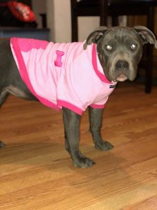 Ukc registered tri carrier xl female