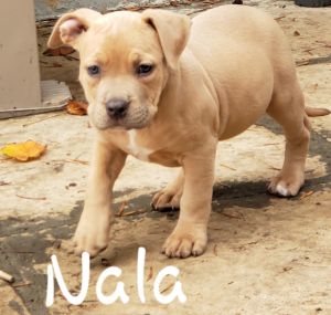 ABKC & UKC REGISTERED PUPPIES