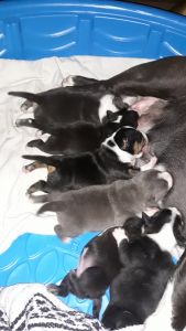 Beautiful American Pocket Bully Pups