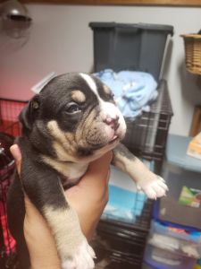 Handsome Black Tri Male