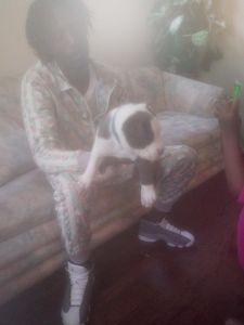 American bully puppy for sale