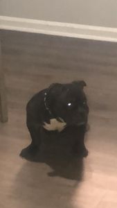 American Bully 10 Months