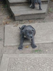 American Bully Puppies
