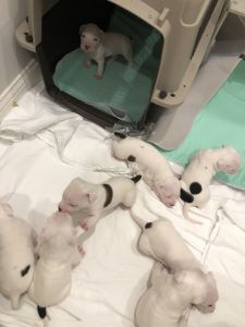 American Bullies for sale