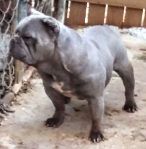 Exotic bully