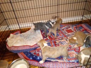 Valentine's day puppies