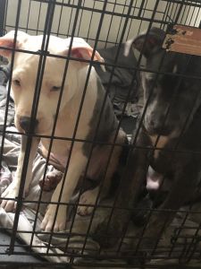 piebald blue tri Merle female & ghost blue trindle male