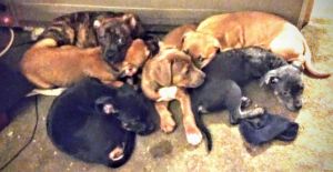 7 American Bully puppies for sell