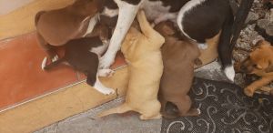 Pitbull/ labrador 6 weeks pupies