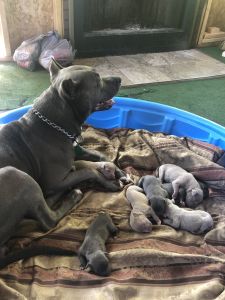 American bully pit bulls