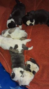 American Bully Breeding