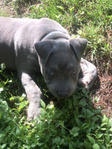 12 week old boy puppy