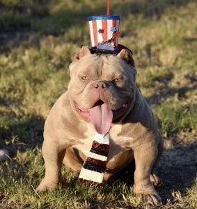 American bully