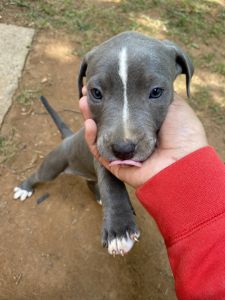 Blue nose pitbulls