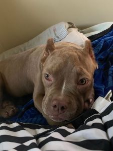 6month Lilac tri for 1,750$