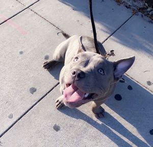 American Bully Puppy