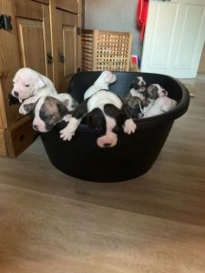 ABKC Blue American Bully Puppies
