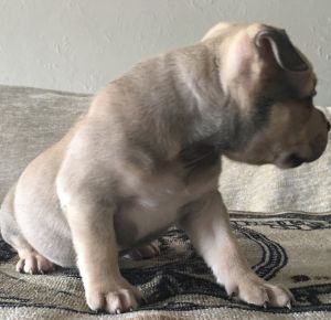 American pocket bullies