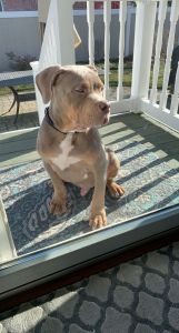 American Bully for sale