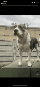 American bully x Xl bully puppies