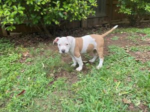 Champion Sired Pitbulls (American Bullies) - top quality