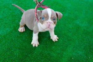 Dwarf Bully Dogs