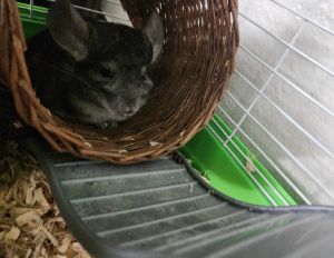 Need to sell a chinchilla