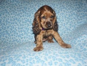 Coker spaniel puppies