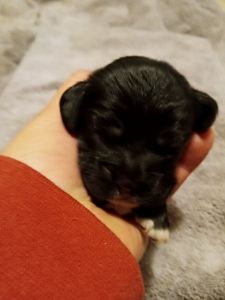Cocker spaniel pups
