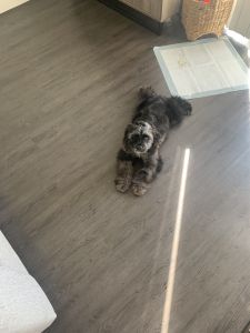 6 month m cocker spaniel