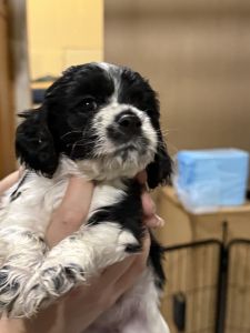 Cocker spaniel puppy