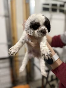 Cocker spaniel puppy