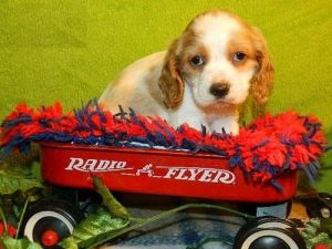 Akc American Cocker Spaniel Puppies
